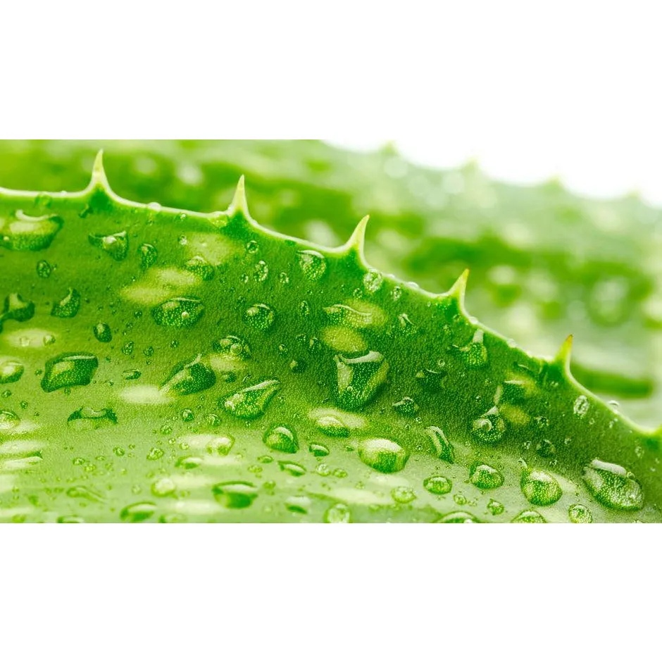 Fruit Of The Earth - Aloe Vera After Sun Gel 567g